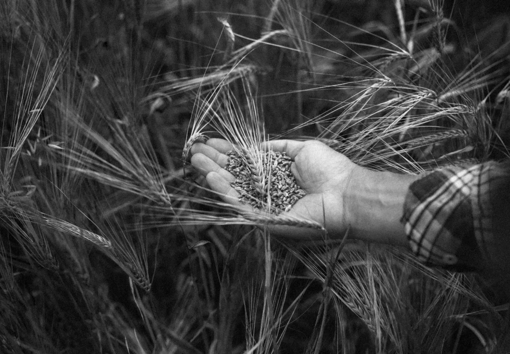 Acquamara museo agrario mano con grano